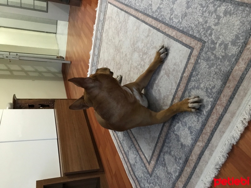 Amerikan Staffordshire Terrier, Köpek  VERA fotoğrafı