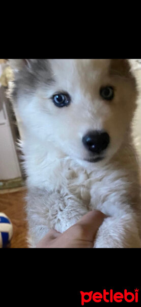 Sibirya Kurdu (Husky), Köpek  Mia fotoğrafı