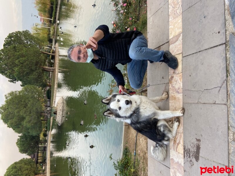 Sibirya Kurdu (Husky), Köpek  Mia fotoğrafı