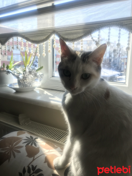 Tekir Kedi, Kedi  Sese fotoğrafı