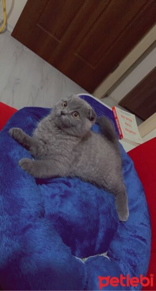 Scottish Fold, Kedi  Oscar fotoğrafı