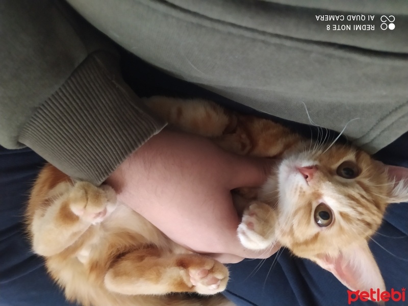 Tekir Kedi, Kedi  Bihter fotoğrafı