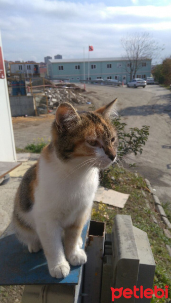 Tekir Kedi, Kedi  Lido  fotoğrafı
