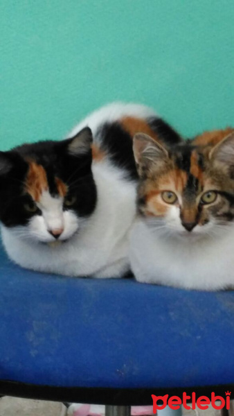 Tekir Kedi, Kedi  Lido  fotoğrafı