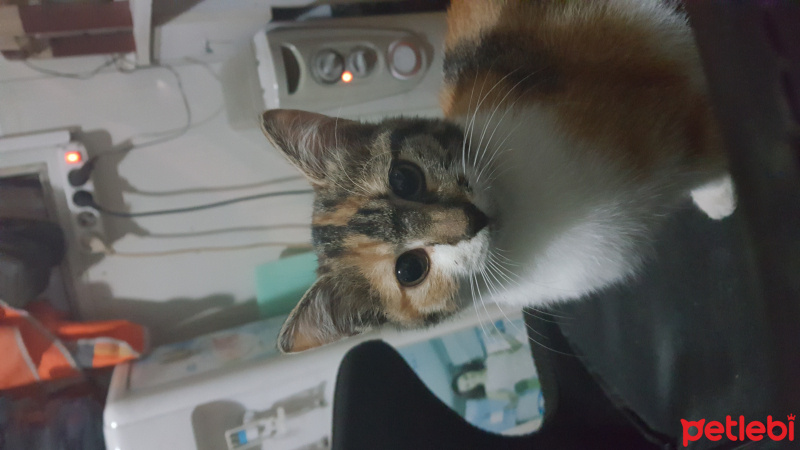 Tekir Kedi, Kedi  Lido  fotoğrafı