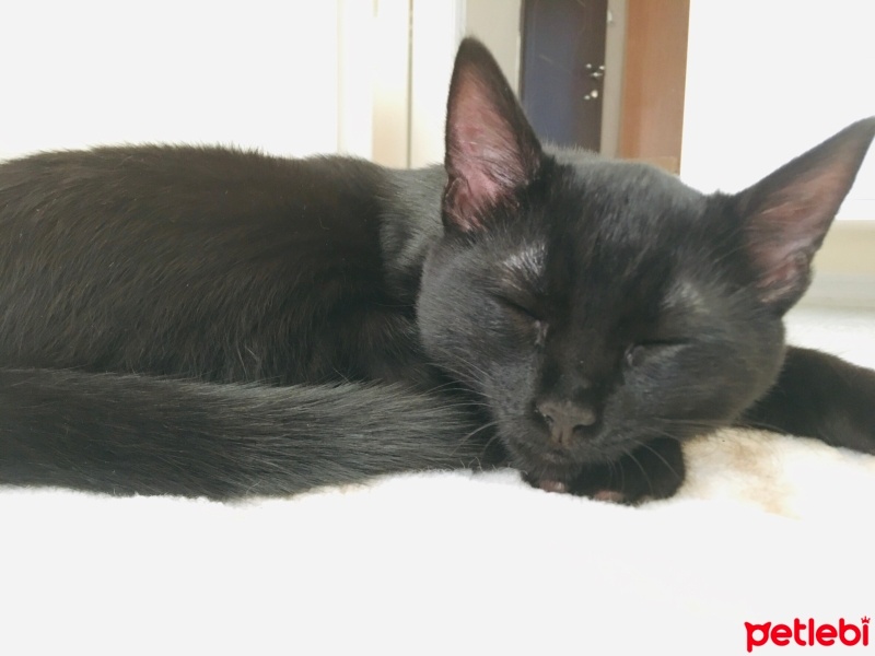 Tekir Kedi, Kedi  Sufle fotoğrafı