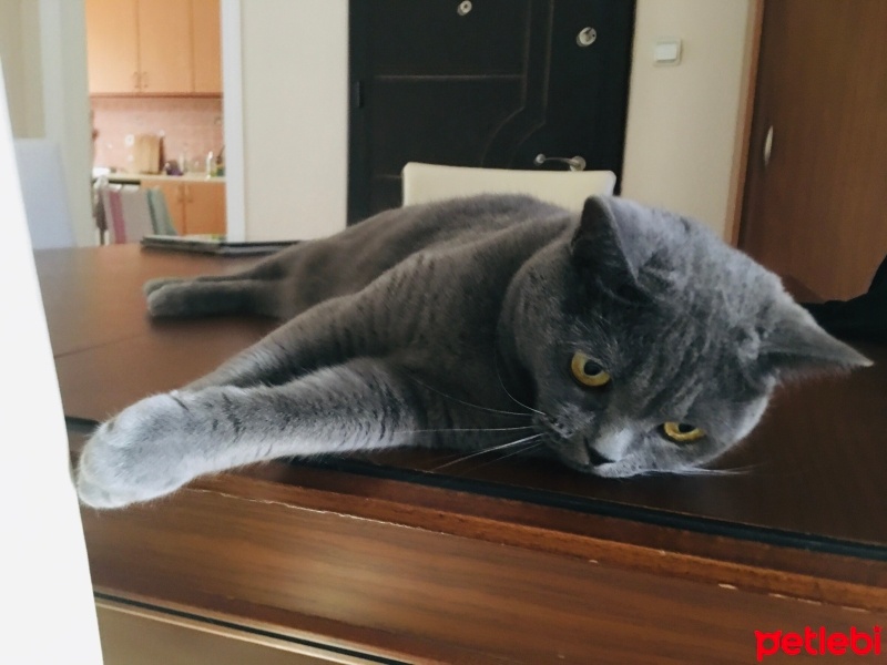 Tekir Kedi, Kedi  Sufle fotoğrafı