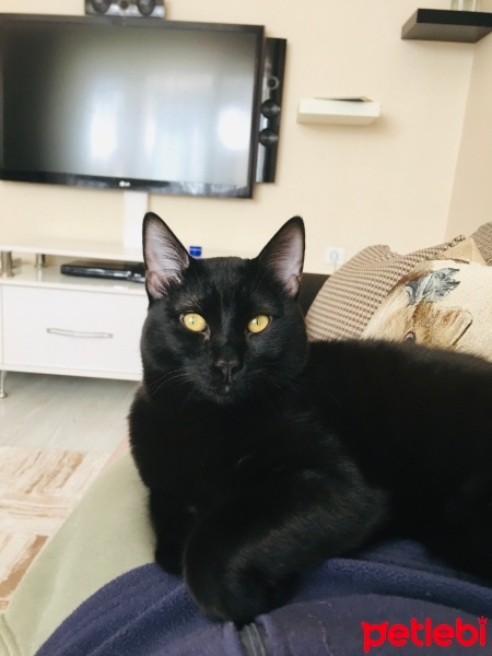 Tekir Kedi, Kedi  Sufle fotoğrafı