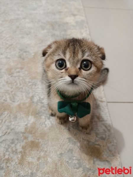 Scottish Fold, Kedi  Hera fotoğrafı