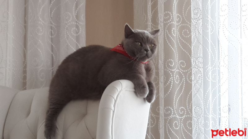British Shorthair, Kedi  Buddy  fotoğrafı