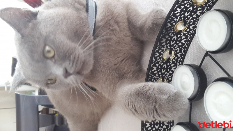 British Shorthair, Kedi  Buddy  fotoğrafı