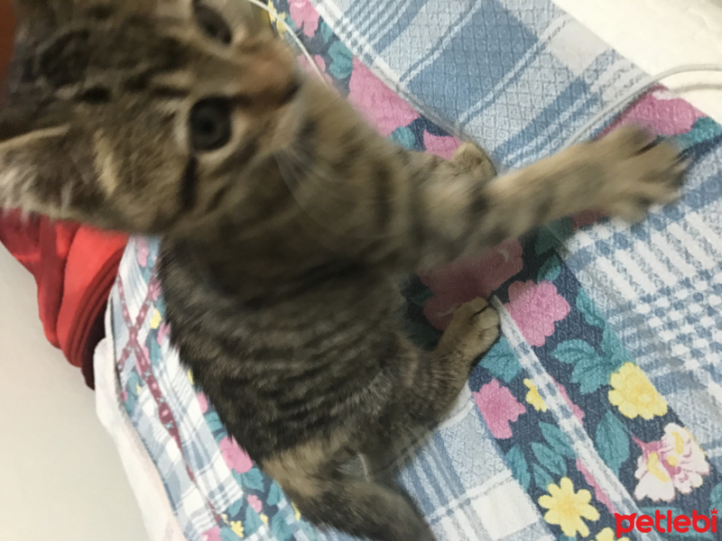 Tekir Kedi, Kedi  Viski fotoğrafı