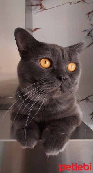 British Shorthair, Kedi  Duman fotoğrafı