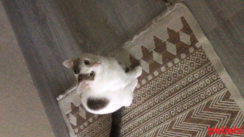 Tekir Kedi, Kedi  Sherlock fotoğrafı