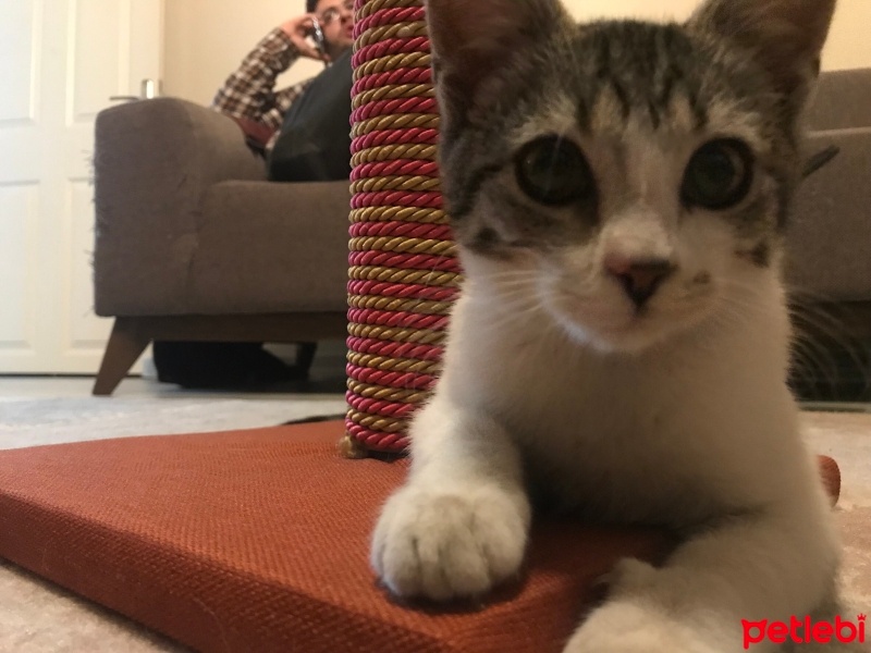 Tekir Kedi, Kedi  Fenix fotoğrafı