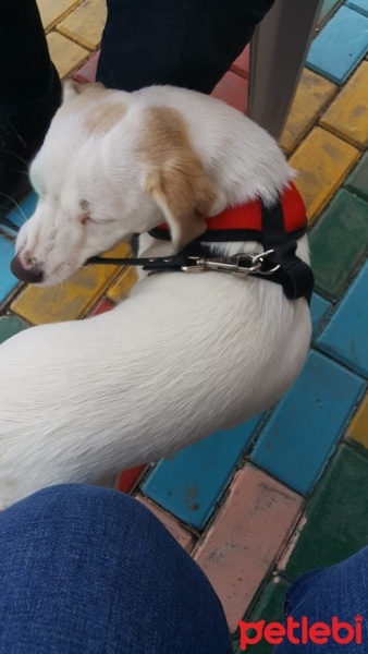 Sokö (Sokak Köpeği), Köpek  Kaju fotoğrafı