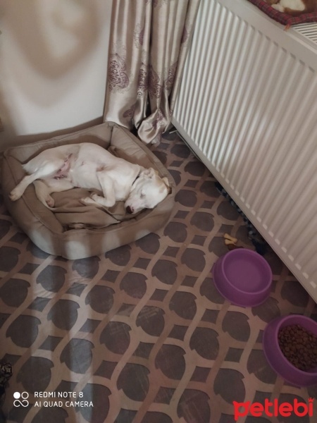 Sokö (Sokak Köpeği), Köpek  Kaju fotoğrafı