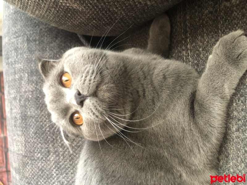 Scottish Fold, Kedi  Venüs fotoğrafı