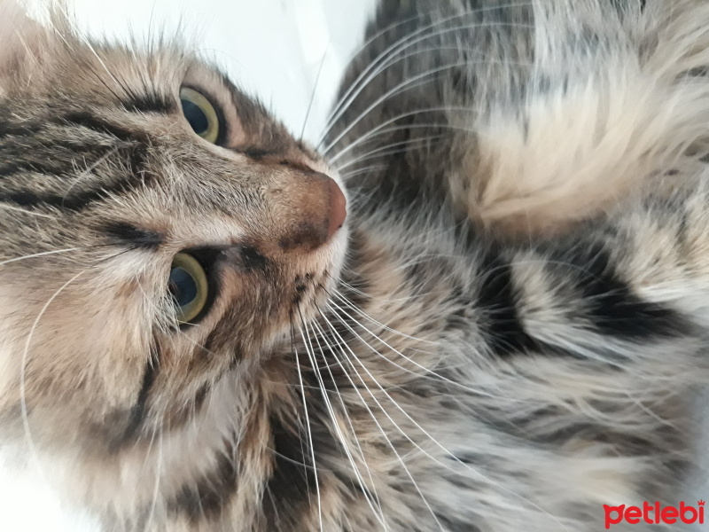 Tekir Kedi, Kedi  Zilli fotoğrafı