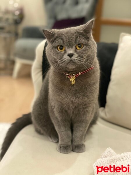 British Shorthair, Kedi  Kiraz fotoğrafı