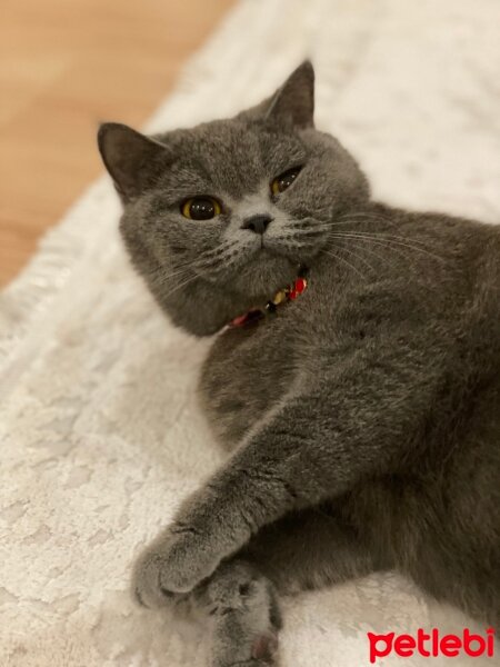 British Shorthair, Kedi  Kiraz fotoğrafı