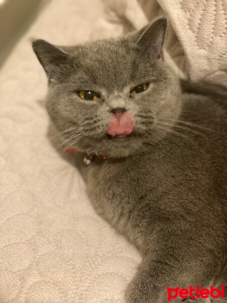 British Shorthair, Kedi  Kiraz fotoğrafı