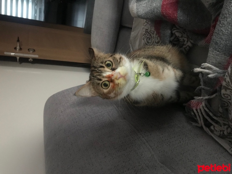 Tekir Kedi, Kedi  Hügo fotoğrafı