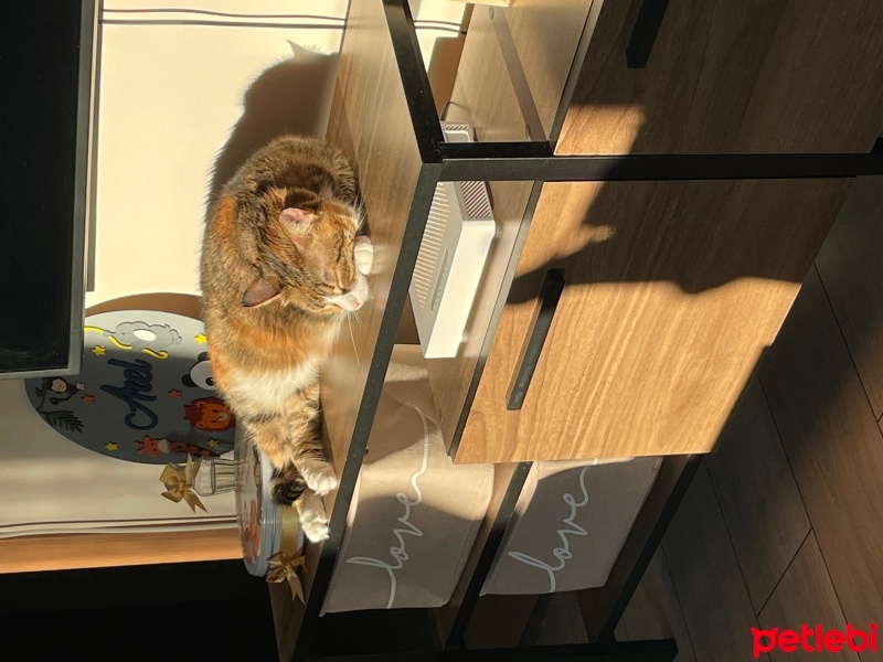 Tekir Kedi, Kedi  Hügo fotoğrafı