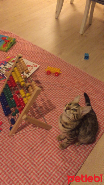 Bengal, Kedi  Leon fotoğrafı