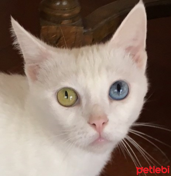 Van Kedisi, Kedi  Beyaz fotoğrafı