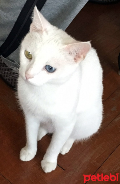 Van Kedisi, Kedi  Beyaz fotoğrafı