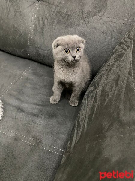 Scottish Fold, Kedi  Oscar fotoğrafı