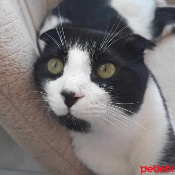 Scottish Fold, Kedi  rıfkı fotoğrafı