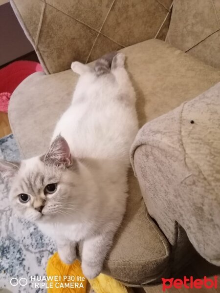 British Shorthair, Kedi  Muezza fotoğrafı