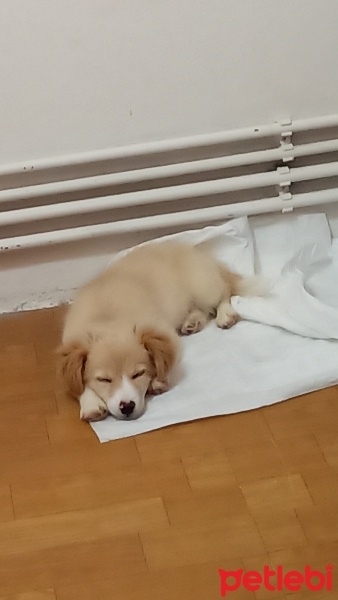 Maltese, Köpek  Betty fotoğrafı