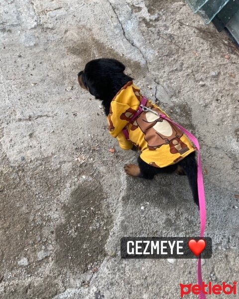 Rottweiler, Köpek  KARAM fotoğrafı