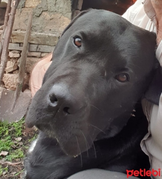 Cane Corso Italiano, Köpek  Mario fotoğrafı