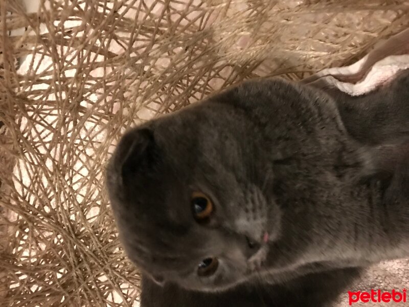 Scottish Fold, Kedi  Karamel fotoğrafı