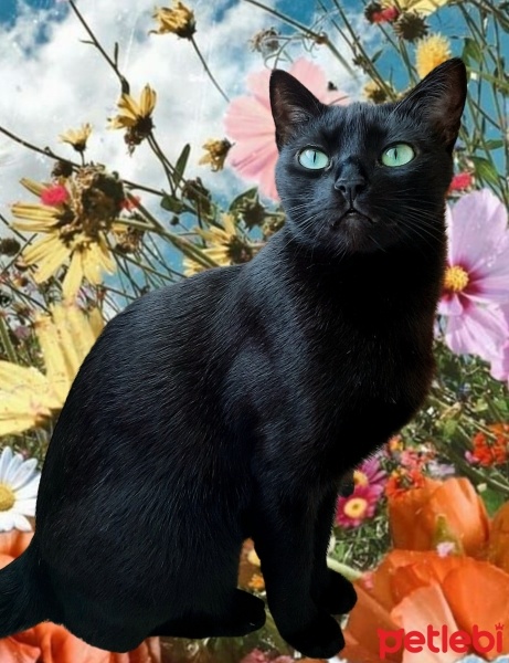 Tekir Kedi, Kedi  Gece fotoğrafı