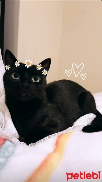 Tekir Kedi, Kedi  Gece fotoğrafı