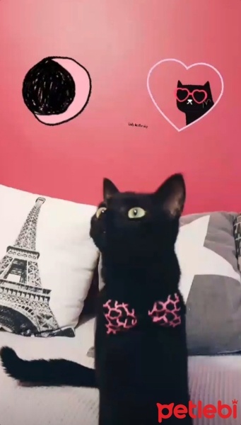 Tekir Kedi, Kedi  Gece fotoğrafı