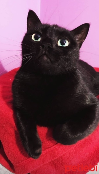 Tekir Kedi, Kedi  Gece fotoğrafı