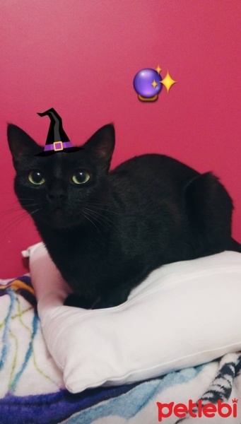 Tekir Kedi, Kedi  Gece fotoğrafı