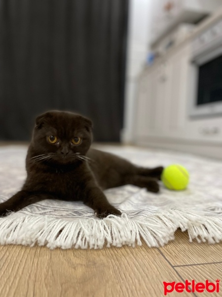 Scottish Fold, Kedi  Bihter fotoğrafı