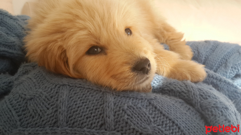 Golden Retriever, Köpek  oso fotoğrafı