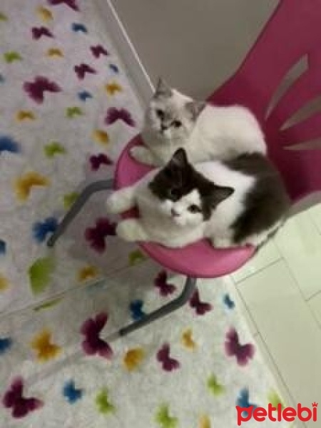 British Shorthair, Kedi  Dolin fotoğrafı