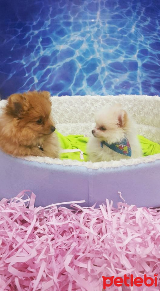 Pomeranyalı, Köpek  ice fotoğrafı
