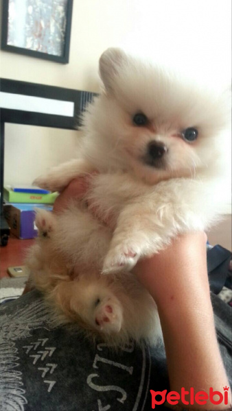 Pomeranyalı, Köpek  ice fotoğrafı