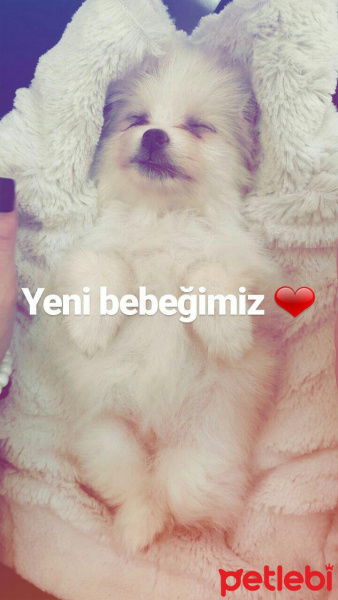 Pomeranyalı, Köpek  ice fotoğrafı