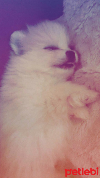 Pomeranyalı, Köpek  ice fotoğrafı